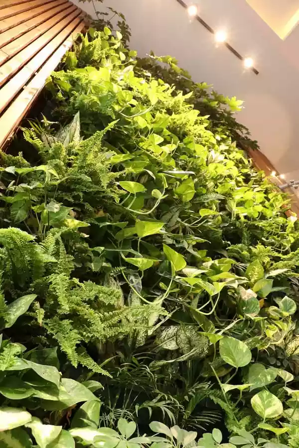 گیاهان مناسب برای گرین وال