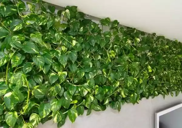 گیاهان مناسب برای دیوار سبز