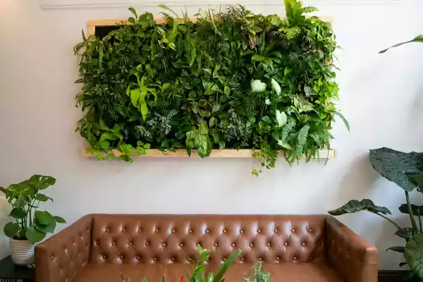 گیاهان مناسب دیوار سبز 