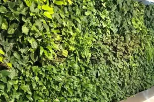 دیوار سبز پتوس