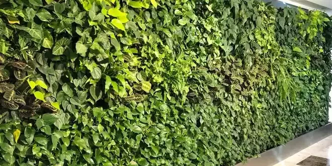 دیوار سبز پتوس