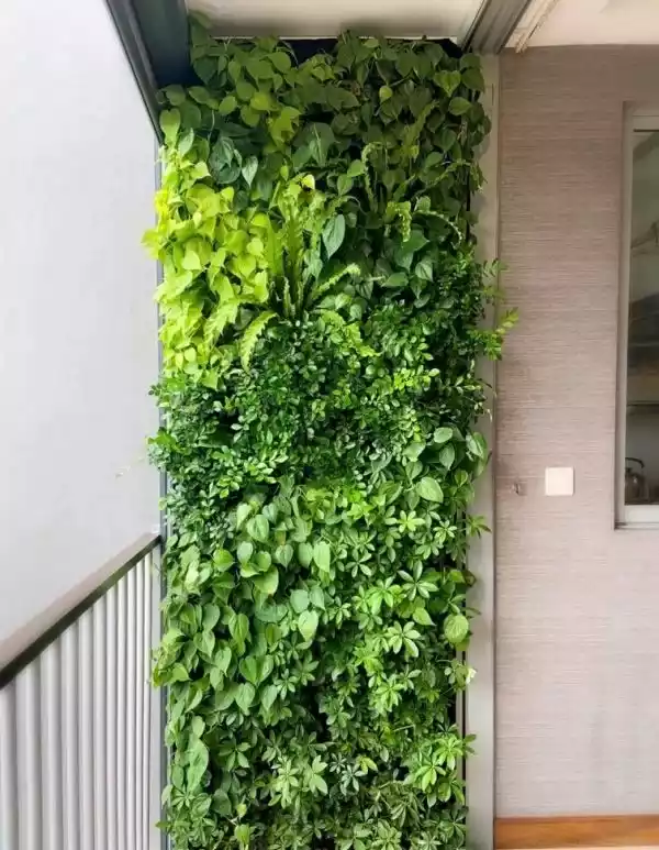 انواع دیوار سبز
