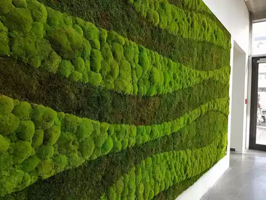 دیوار سبز خزه ای