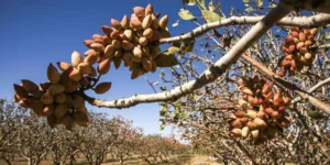 نکات مهم حصارکشی باغ پسته