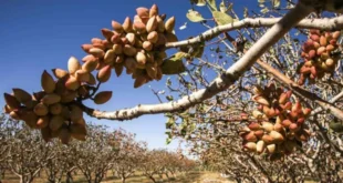 نکات مهم حصارکشی باغ پسته