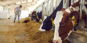 دیوارکشی اصولی و قانونی دامداری ها