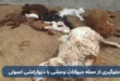 جلوگیری از حمله حیوانات وحشی با دیوارکشی اصولی