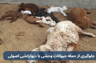 جلوگیری از حمله حیوانات وحشی با دیوارکشی اصولی