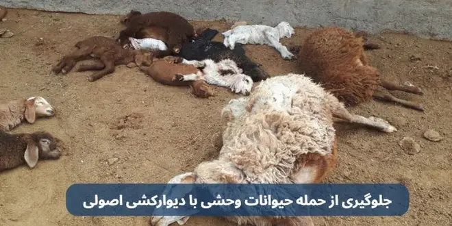 جلوگیری از حمله حیوانات وحشی با دیوارکشی اصولی