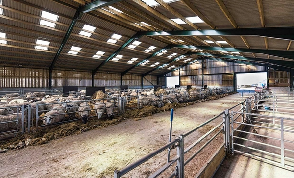 دیوارکشی اصولی و قانونی دامداری ها