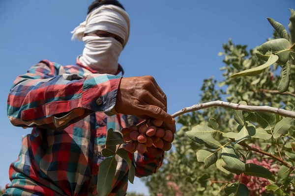 حصارکشی بتنی باغ پسته