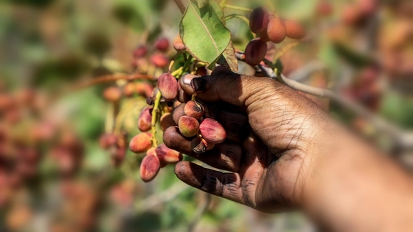 نکات مهم حصارکشی باغ پسته