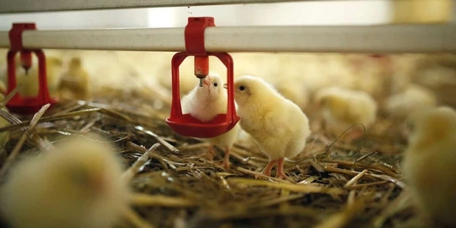 کاهش تلفات جوجه های مرغداری