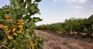 سرمایه گذاری در حصارکشی باغ پسته