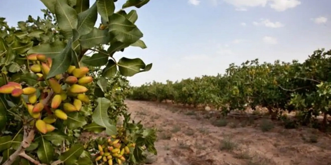 سرمایه گذاری در حصارکشی باغ پسته
