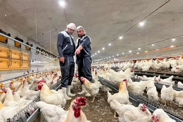 کاهش تلفات جوجه های مرغداری