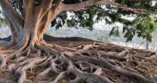 راهنمای جامع انتخاب «درخت کم ریشه» برای روف گاردن