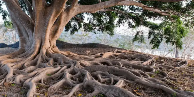 راهنمای جامع انتخاب «درخت کم ریشه» برای روف گاردن