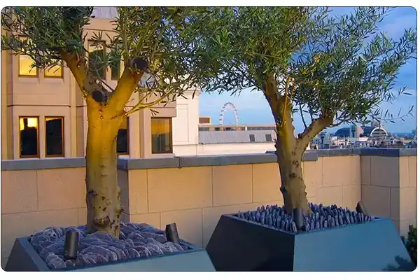 راهنمای جامع انتخاب «درخت کم ریشه» برای روف گاردن