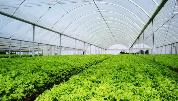 بررسی انواع پوشش گلخانه ای