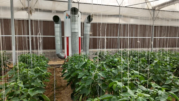 بخاری خوب برای گلخانه